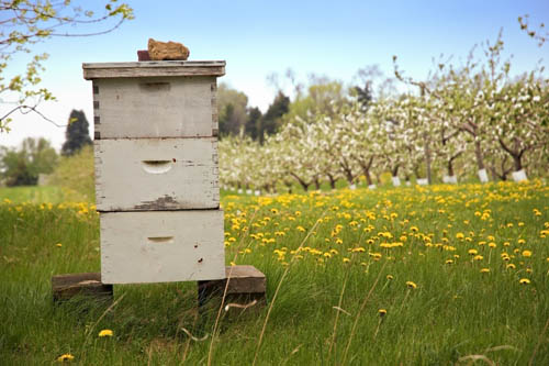 Bee hive in apple orchard